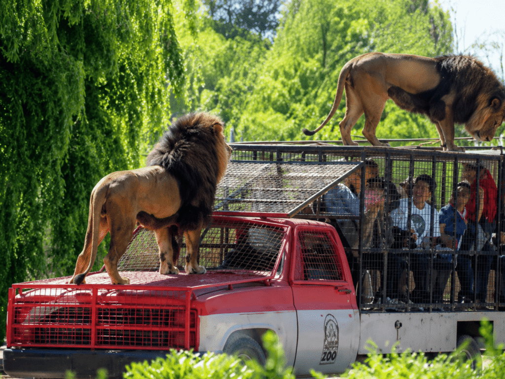 Visitantes observam leões de perto durante passeio no Safari Park de Santiago do Chile em veículo protegido